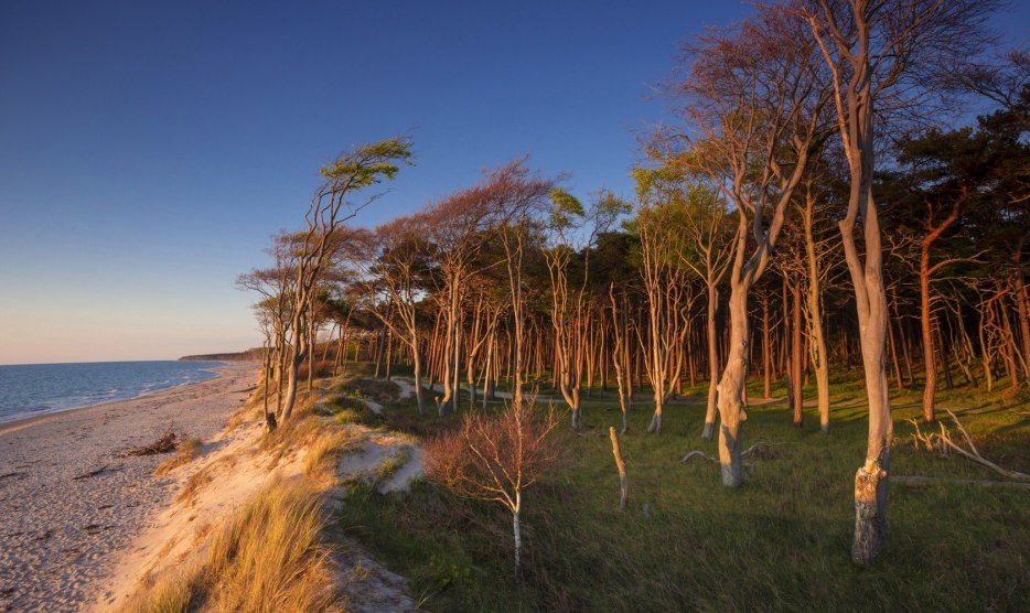 The coastal forest on the Darss west beach painted by the weather // &copy; MV-T/Allrich