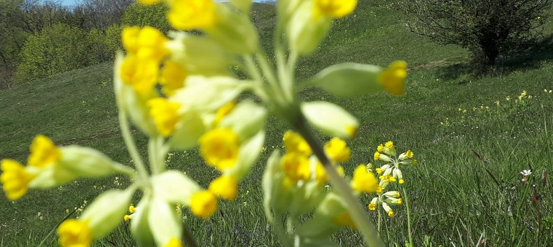 © KV Mönchgut © KV Mönchgut