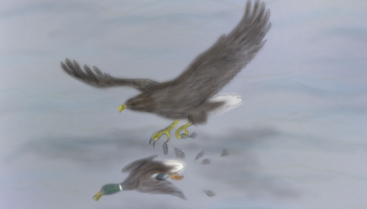 Eagle-hunting-duck_LMK&uuml;hn_VD, &copy; L-M.K&uuml;hn/M&uuml;ritzeum