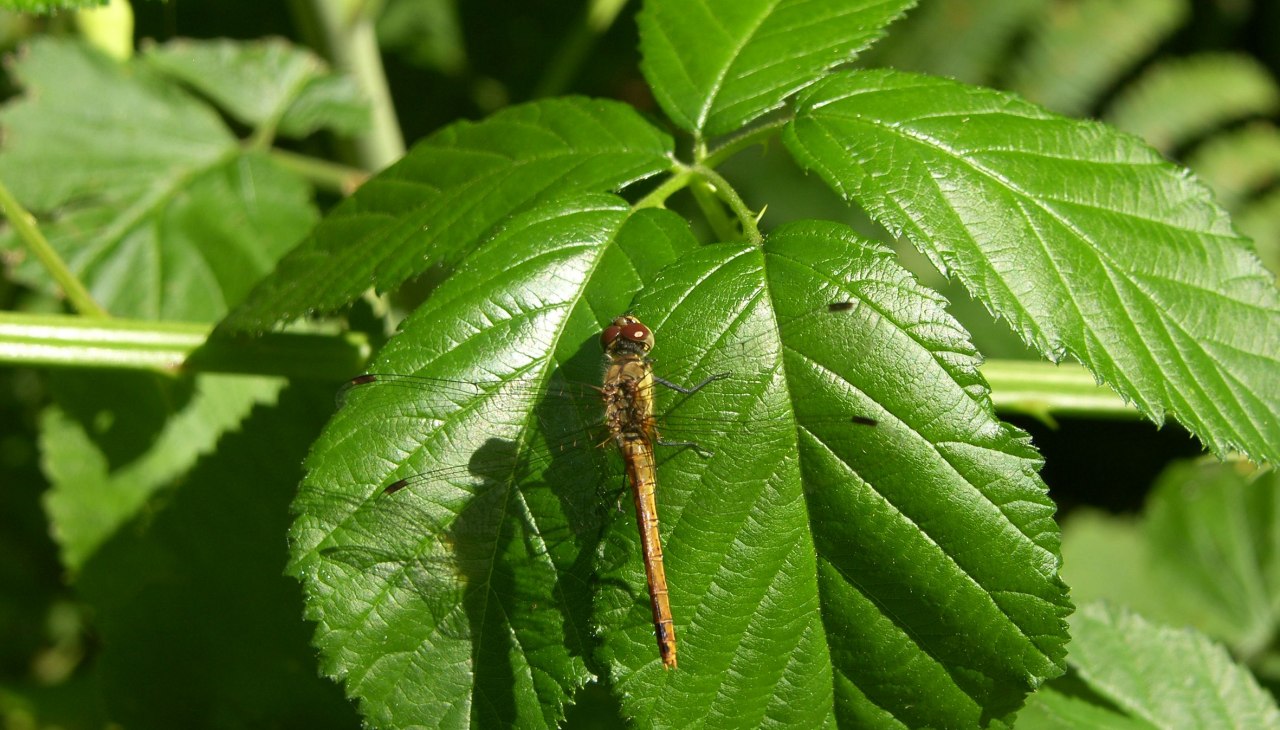 libelle-1_1, © Biosphärenreservat Südost-Rügen libelle-1_1, © Biosphärenreservat Südost-Rügen