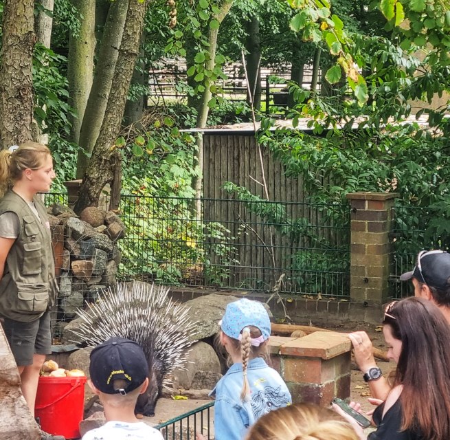 Kommentierte Stachelschweinfütterung im Zoo Stralsund // © Hansestadt Stralsund Kommentierte Stachelschweinfütterung im Zoo Stralsund // © Hansestadt Stralsund