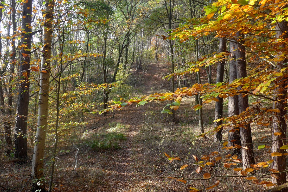 Wandelpad door een herfstig notendal, © D. Foitlänger, Biosphärenreservatsamt Schaalsee-Elbe Wandelpad door een herfstig notendal, © D. Foitlänger, Biosphärenreservatsamt Schaalsee-Elbe