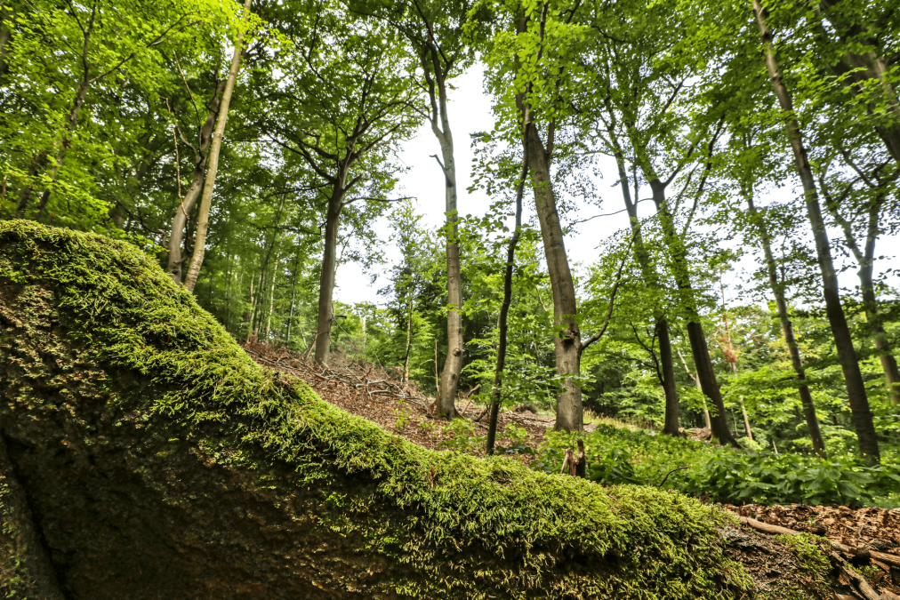 Uzdrowisko i leczniczy las Heringsdorf, © TMV/Gohlke