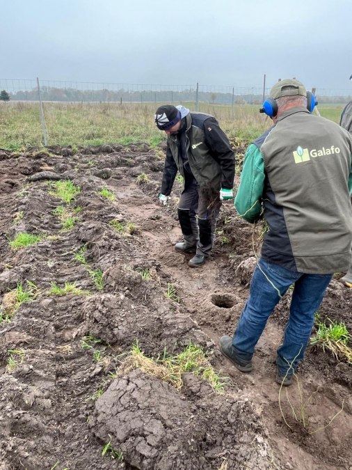 Las klimatyczny Dreschvitz - kampania sadzenia jesienią 2024 r., © Landesforst MV