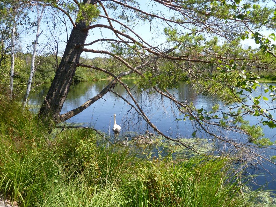 Moerasmeer, &copy; Stadt Ribnitz Damgarten