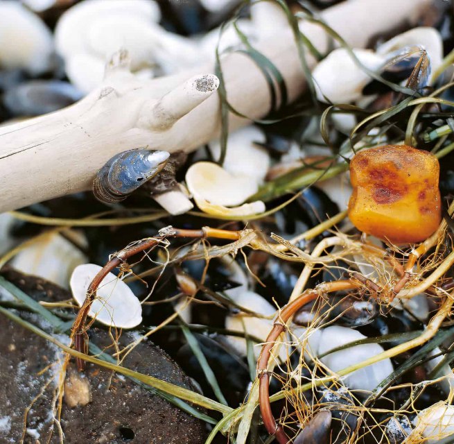 Nahaufnahme von Bernstein zwischen Muscheln, Steinen und Tang am Strand von Ahrenshoop. Das Bild begleitet die Kinderveranstaltung zur Bernsteinsuche im Rahmen des Kinderherbstes. // © voigt&ktanz UG Nahaufnahme von Bernstein zwischen Muscheln, Steinen und Tang am Strand von Ahrenshoop. Das Bild begleitet die Kinderveranstaltung zur Bernsteinsuche im Rahmen des Kinderherbstes. // © voigt&ktanz UG