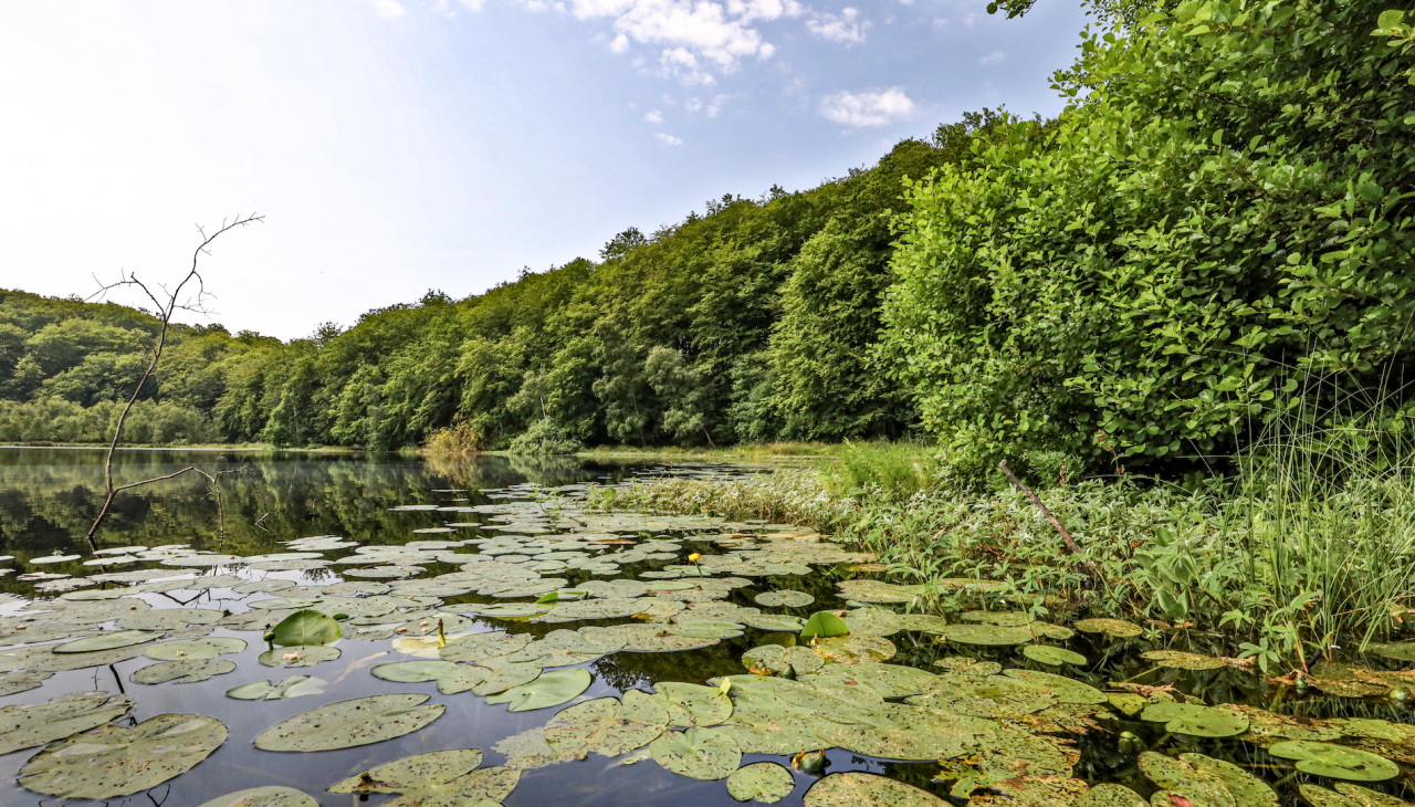 zwart-meer-in-de-granitz_3, © TMV/Gohlke