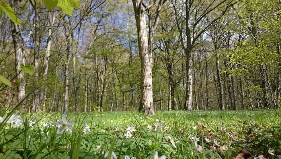 Een zee van anemonen bedekt de bodem van het Goorse bos, © TMV/UB Een zee van anemonen bedekt de bodem van het Goorse bos, © TMV/UB