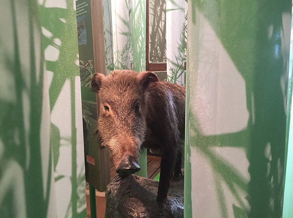 Wystawa zapewnia wgląd w lokalny świat zwierząt, © Katrin Bärwald Wystawa zapewnia wgląd w lokalny świat zwierząt, © Katrin Bärwald