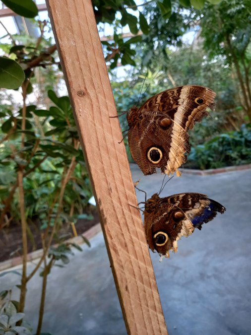 20220312_163903, © Schmetterlingsfarm/Heike Schnelle 20220312_163903, © Schmetterlingsfarm/Heike Schnelle