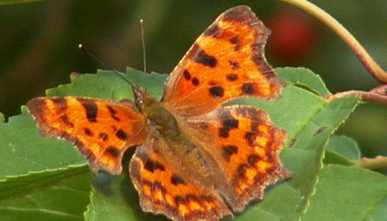 mały gatunek motyla, © Dr. Volker Thiele