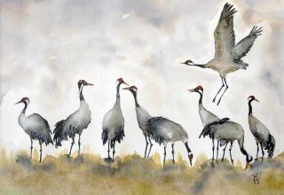 Dance of the cranes | Birgit Will, © Birgit Will