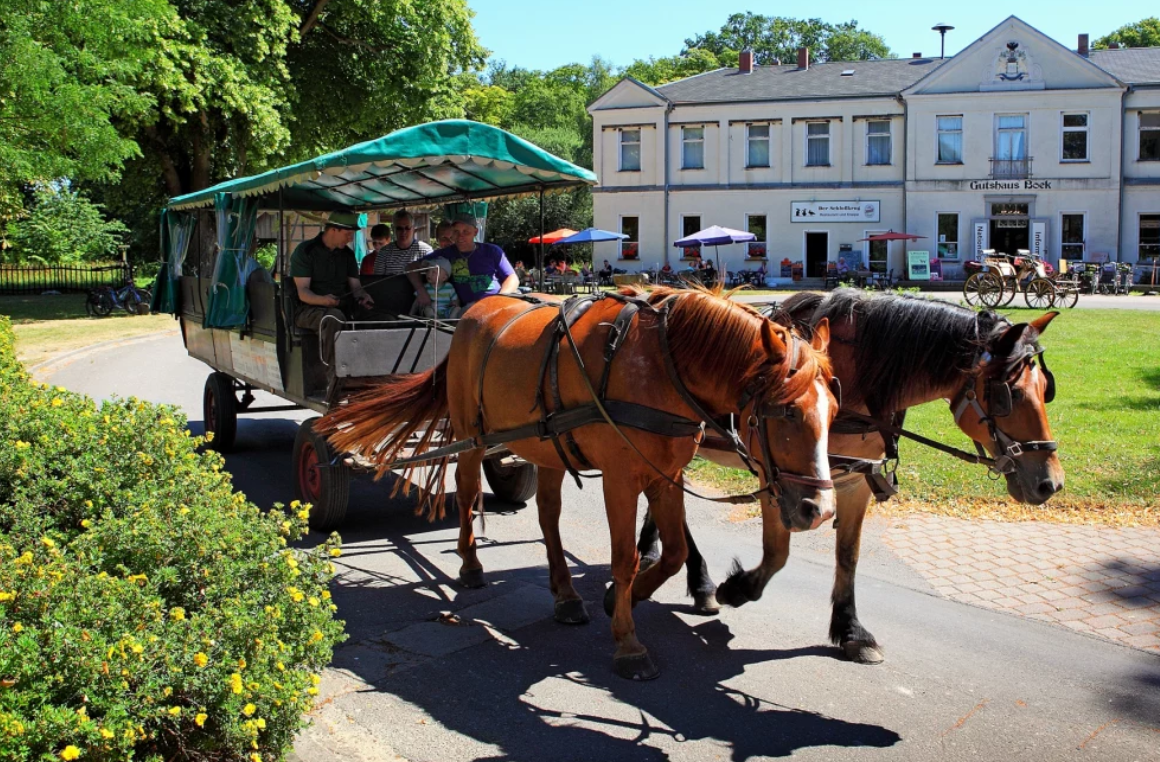 Boek Wildlife Park, © TDG Rechlin Boek Wildlife Park, © TDG Rechlin