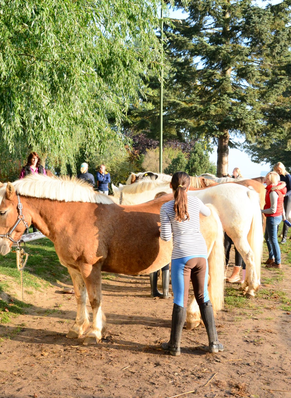 Ponyverzorging in Barth voor een rijexcursie