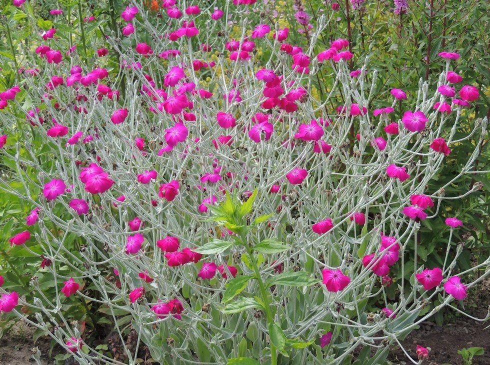 Bloeiende pracht in de showtuin, © Kurverwaltung Insel Poel