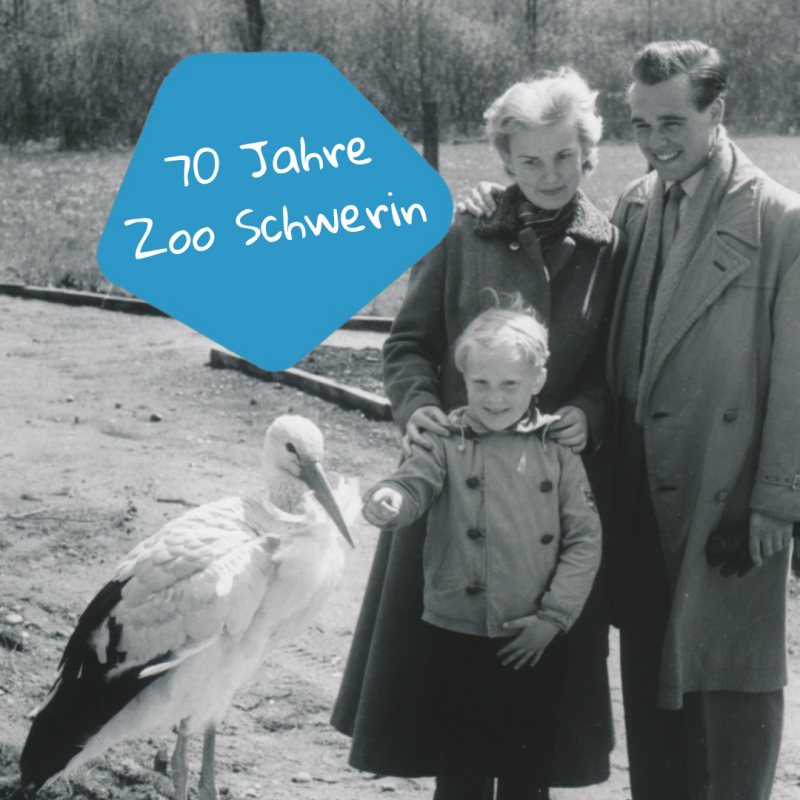 70 lat zoo w Schwerinie // © Zoo Schwerin 70 lat zoo w Schwerinie // © Zoo Schwerin