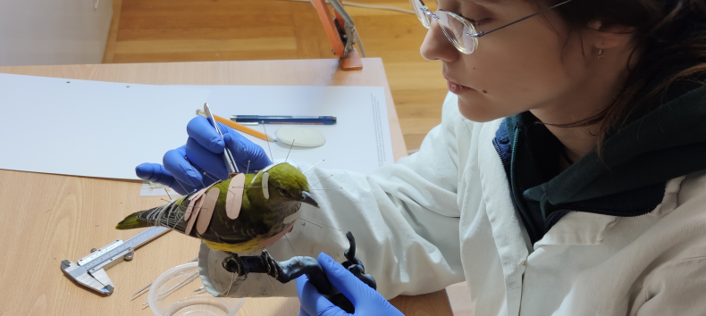 An oriole is prepared for an exhibition. // &copy; M&uuml;ritzeum