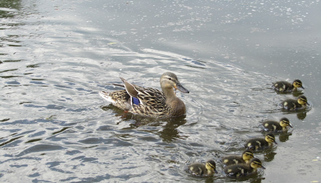 Enten Mühlenteich, © Jana Koch Enten Mühlenteich, © Jana Koch