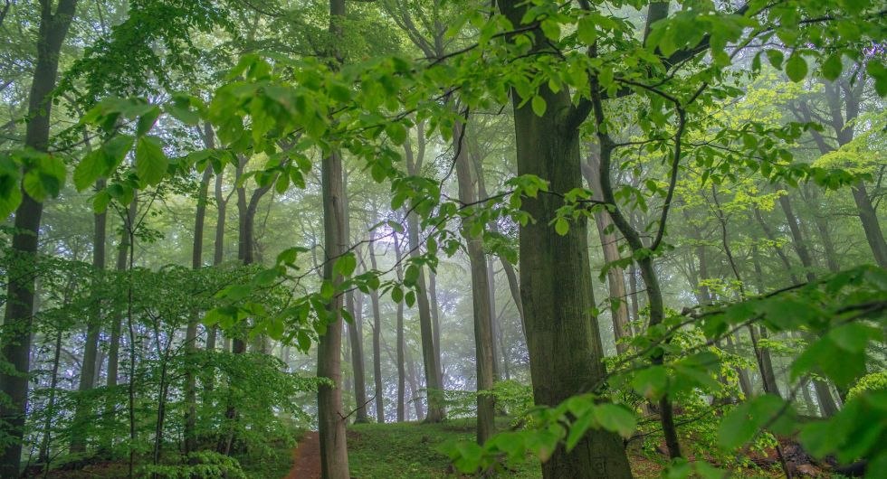 Wildernis in Nationaal Park Jasmund, © TZR/C.Thiele