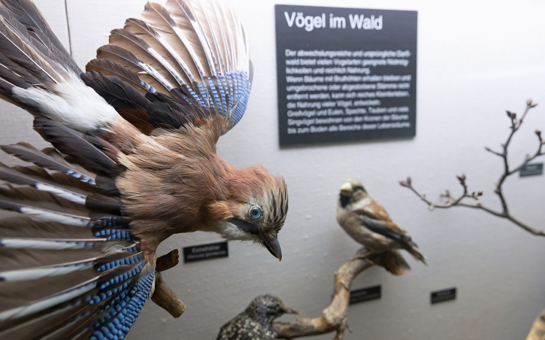 Vögel im Wald_(c) Anke Neumeister_Deutsches Meeresmuseum, © Anke Neumeister/Deutsches Meeresmuseum
