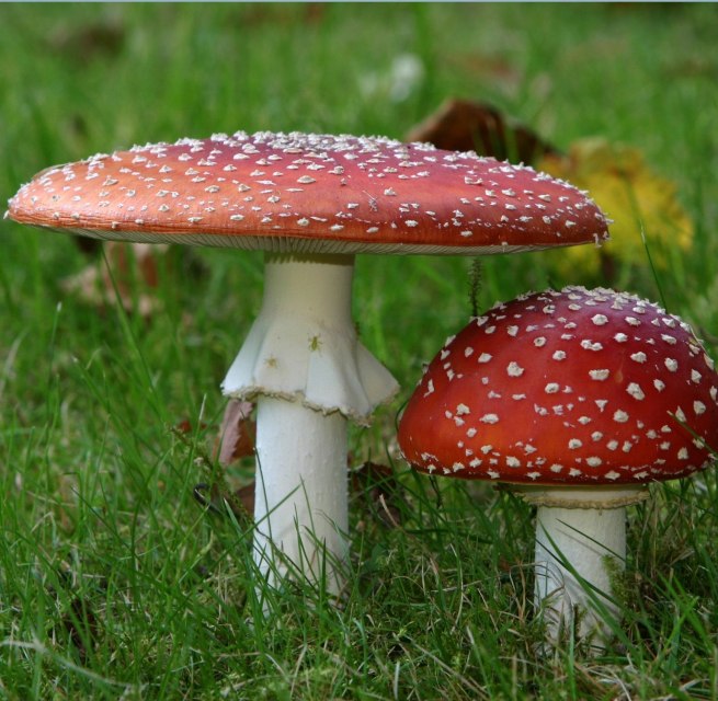 © Fliegenpilz.jpg © Fliegenpilz.jpg