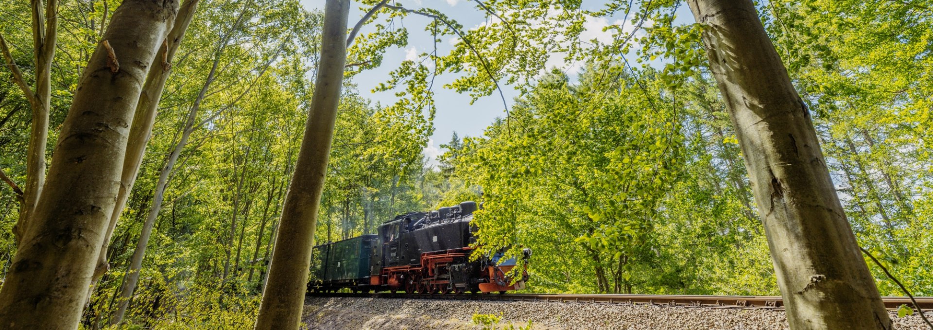 Historische stoomlocomotief "Rasender Roland" rijdt door een beukenbos op het eiland Rügen.
