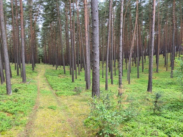 Bild 3, © Touristinformationen Wesenberg & Mirow, Mecklenburgische Kleinseenplatte