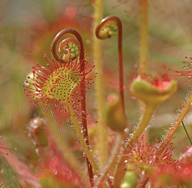 The round-leaved sundew is a carnivorous plant // © Jörg Gast The round-leaved sundew is a carnivorous plant // © Jörg Gast