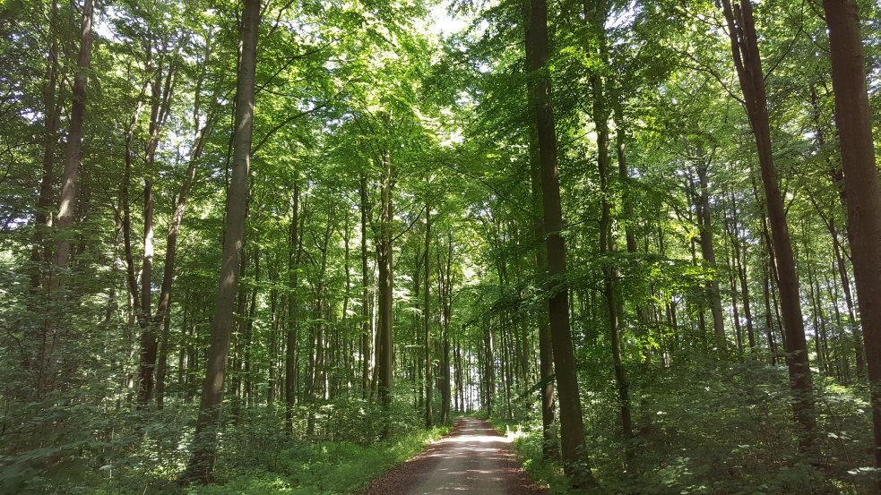 Stacja 3: Katedry drzew, © TMV/UB