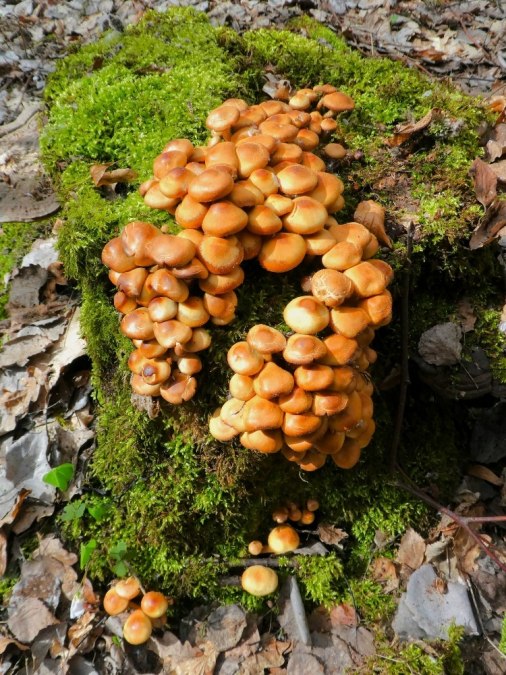 paddenstoelen, &copy; Gemeinde Ostseebad Glowe