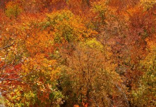 Autumn forest // © LoggaWiggler Autumn forest // © LoggaWiggler