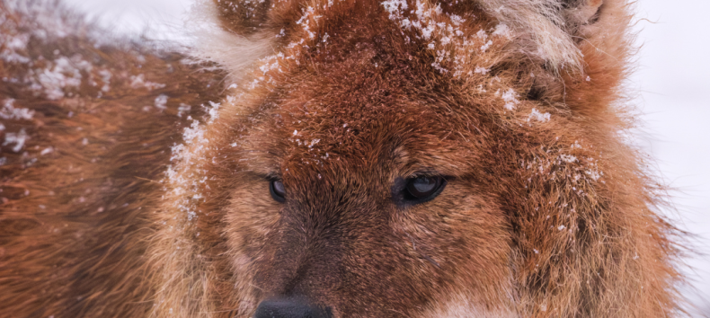 Wintersafari im Zoo Schwerin. Lernt den Zoo und seine Bewohner nach regulärer Schließzeit bei einer exklusiven Wintersafari kennen. // © Zoo Schwerin Wintersafari im Zoo Schwerin. Lernt den Zoo und seine Bewohner nach regulärer Schließzeit bei einer exklusiven Wintersafari kennen. // © Zoo Schwerin