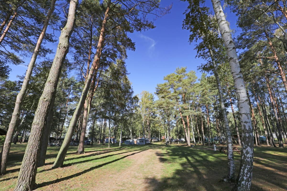 Woodland // © MV-T/Gohlke Woodland // © MV-T/Gohlke