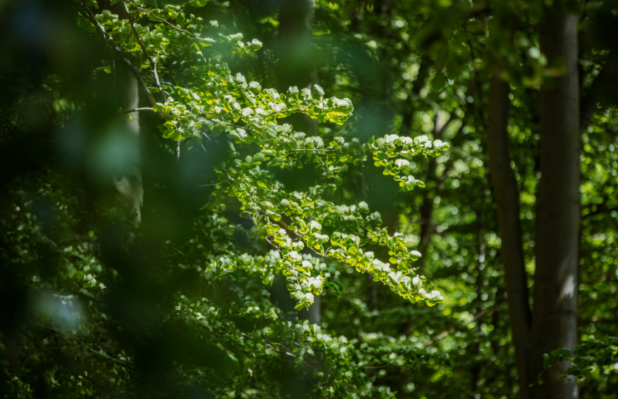 © Binzer Bucht Tourismus © Binzer Bucht Tourismus