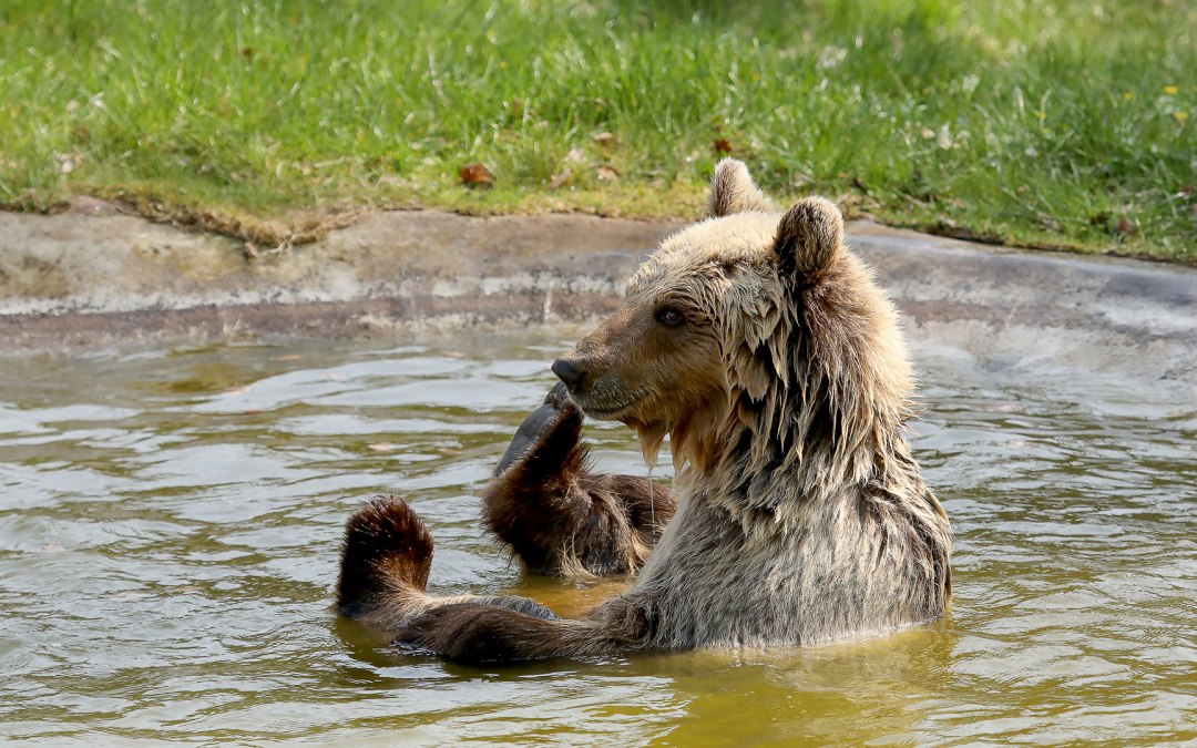 Braunbärin Luna badet - BÄRENWALD Müritz, © Thomas Oppermann