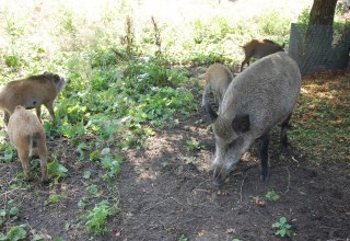 In het buitenverblijf is een kudde wilde zwijnen te zien., © Gabriele Skorupski