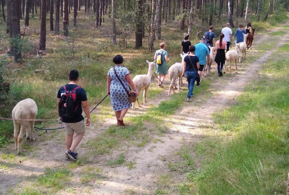 Wędrówka z alpakami, farma Birkenkamp, © © Jennifer Dietel Wędrówka z alpakami, farma Birkenkamp, © © Jennifer Dietel