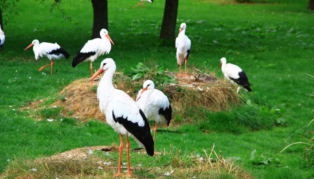 Dostępny wybieg dla bocianów białych w Marlow Bird Park, © Vogelpark Marlow