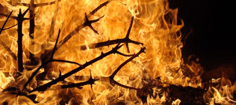 © Weihnachtsbaum verbrennen © Weihnachtsbaum verbrennen