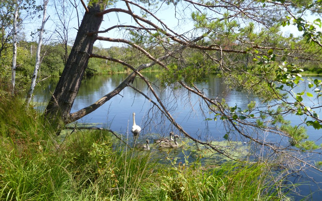 Swan family, Ribnitz Great Marsh, © Stadtmarketing Ribnitz-Damgarten