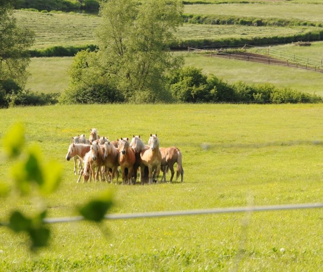 Haflinger Junghengste unweit des Hofes auf Usedom // © Reiterhof Sallenthin Haflinger Junghengste unweit des Hofes auf Usedom // © Reiterhof Sallenthin