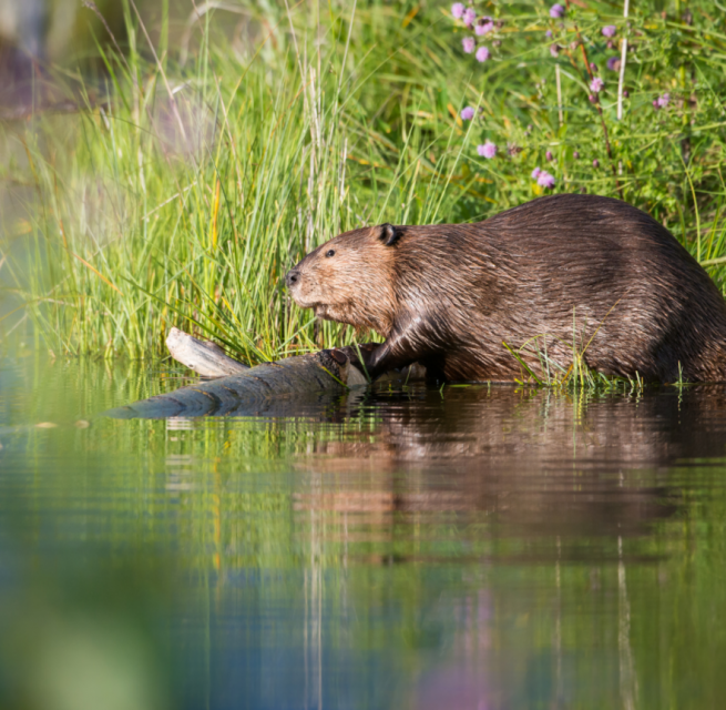 Met een beetje geluk ontdekken we bevers en andere bewoners van de Flusslanden. // © Corina Posselt Met een beetje geluk ontdekken we bevers en andere bewoners van de Flusslanden. // © Corina Posselt
