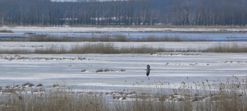 The Great Rosin beginning of March // &copy; Martin Hagemann