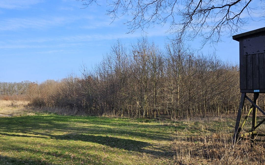 Sinds 2011 groeien er bomen in de Klimawald Koserow (eiland Usedom)., © Landesforst MV