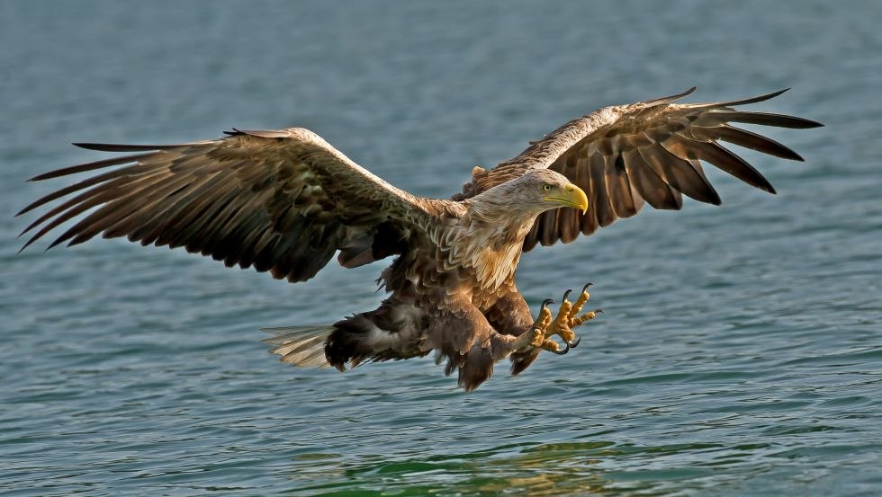 Een paradijs voor natuurfotografen en filmmakers, © Helmut Mittelstädt