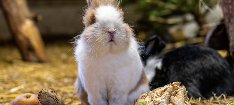 Kaninchen // &copy; Zoo Rostock/ Dr&uuml;bbisch