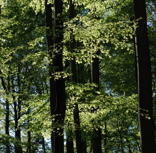 Beech forest // © U. Meßner Beech forest // © U. Meßner