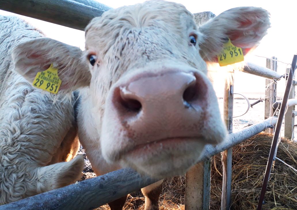 Calf, © Heimattierhof