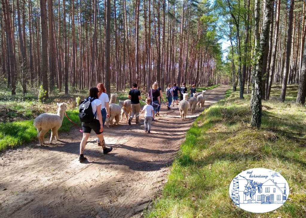 Alpakawanderung2, © Jennifer Dietel