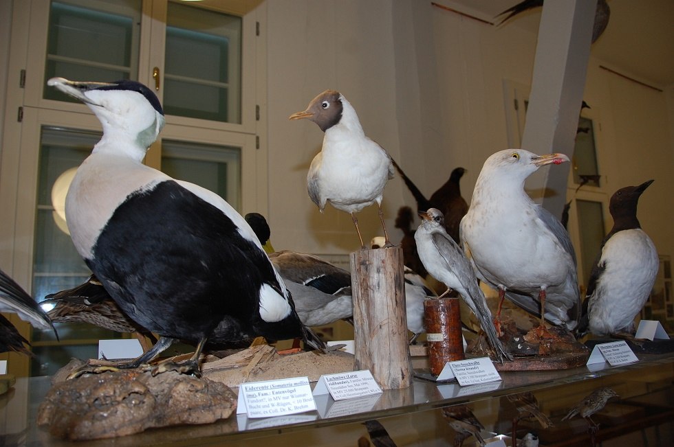Er worden ook exemplaren van inheemse vogels tentoongesteld. // &copy; Gabriele Skorupski